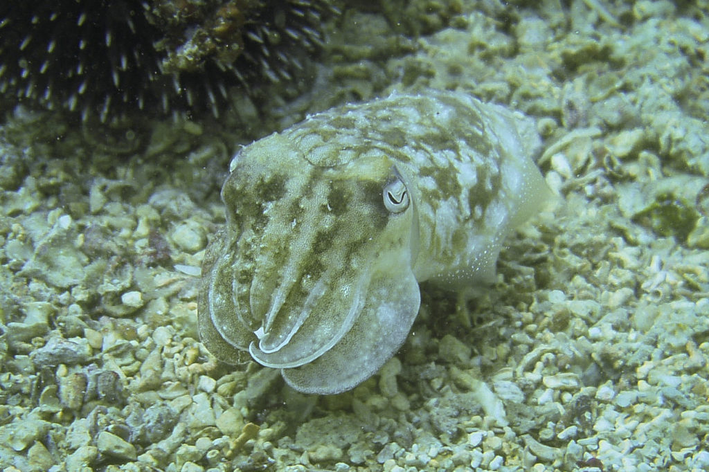 Zeus Faber Diving center